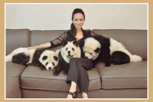 Житель сінгапуру повернув чау чоу до панди Житель сінгапуру повернув чау чоу до панди